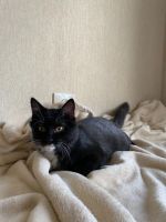Лот: 20977824. Фото: 3. Котенок ищет дом. Растения и животные