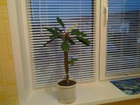 Лот: 3927263. Фото: 2. Молочай беложильчатый - Эуфорбия... Комнатные растения и уход