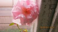 Лот: 7732158. Фото: 3. роза комнатная розовая с бутоном... Растения и животные