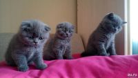 Лот: 8946441. Фото: 2. Шотландские голубые прямоухий... Животные и уход