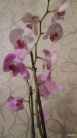 Лот: 8409830. Фото: 4. орхидея фаленопсис F18. Красноярск