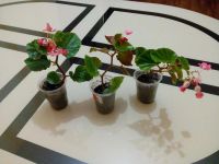 Лот: 8053720. Фото: 2. Бегония вечноцветущая. Отличное... Комнатные растения и уход