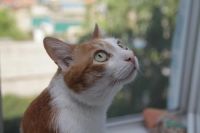 Лот: 7062686. Фото: 5. Sigma 24-60mm f/2.8 EX DG для...