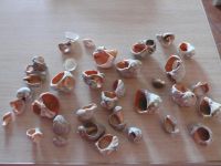 Лот: 6321704. Фото: 4. ракушки. Красноярск