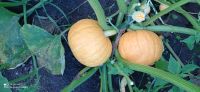 Лот: 17965515. Фото: 2. Тыква. Продукты