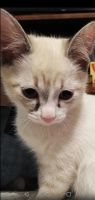 Лот: 15610288. Фото: 2. Котята от невской маскарадной... Животные и уход