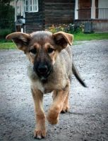 Лот: 1979095. Фото: 2. Пес Арчи лучший :). Животные и уход