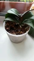 Лот: 9658417. Фото: 2. Орхидея. Комнатные растения и уход
