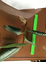 Лот: 25885649. Фото: 2. Фикус, крупные проросшие отростки... Комнатные растения и уход