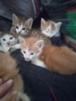 Лот: 25317523. Фото: 3. Отдам котят, 2 мальчика. Растения и животные