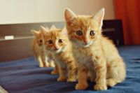 Лот: 7692372. Фото: 6. Солнечные рыжики