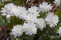 Лот: 13775043. Фото: 2. Куплю Сангвинарию махровую. Комнатные растения и уход