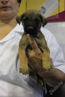 Лот: 2057805. Фото: 2. Щенки с красивой мордой) Смот... Животные и уход