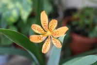 Лот: 7176206. Фото: 3. Беламканда китайская (с горшком... Для дачи, дома, огорода, бани, парка