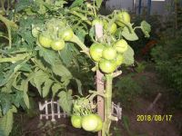 Лот: 12095839. Фото: 2. помидоры фифти рассада. Семена, рассада, садовые растения