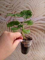 Лот: 22160341. Фото: 2. Пеларгония Sutarve Klara sun. Комнатные растения и уход