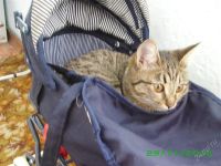 Лот: 1918360. Фото: 2. Коляска-трансформер. Игрушки