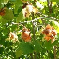 Лот: 7917747. Фото: 3. Орех Лещина Фундук. Высота 1,5м... Для дачи, дома, огорода, бани, парка