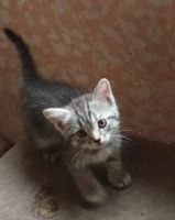 Лот: 20731826. Фото: 5. Котята