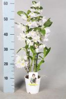 Лот: 6720080. Фото: 2. Орхидея Дендробиум. Лот 38. Комнатные растения и уход