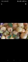 Лот: 19462532. Фото: 2. Ранетка. Продукты