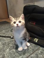 Лот: 12767744. Фото: 4. Котенок Шотландской вислоухой... Красноярск