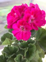 Лот: 14913573. Фото: 2. пеларгония Fee Cerise Polina. Комнатные растения и уход
