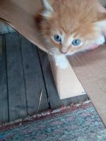 Лот: 12243506. Фото: 3. Котенок, Котёнок, Котята, Кошка... Растения и животные
