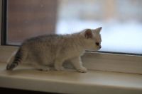Лот: 10681683. Фото: 4. Британский котенок № 3 - девочка... Красноярск