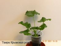 Лот: 17110374. Фото: 2. Таира-Крымская роза пеларгония. Комнатные растения и уход