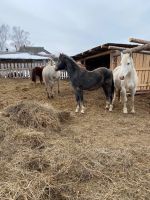 Лот: 15761846. Фото: 3. Лошадь. Красноярск