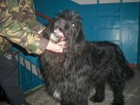 Лот: 2586872. Фото: 3. Нашлась собака в Солнечном отдам...