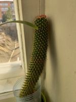 Лот: 20737915. Фото: 3. кактус. Растения и животные