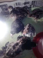 Лот: 18606750. Фото: 2. Домашние индюшата. Животные и уход