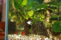 Лот: 7322912. Фото: 2. аквариумная рыбка скалярия местного... Аквариумистика