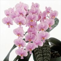 Лот: 10410481. Фото: 3. Орхидея фаленопсис P. schilleriana... Растения и животные