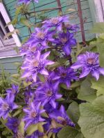 Лот: 11167614. Фото: 2. Клематис Multi Blue №7. Семена, рассада, садовые растения