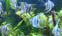 Лот: 16201088. Фото: 3. Скалярия "Голубая зебра" (Pterophyllum... Растения и животные