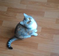 Лот: 9746717. Фото: 2. Взрослая кошечка ищет семью. Животные и уход