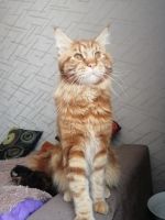 Лот: 17302302. Фото: 6. Котята мейн-кун