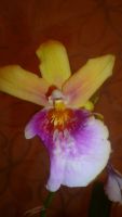 Лот: 6448213. Фото: 2. орхидея мильтониопсис (отцветает... Комнатные растения и уход