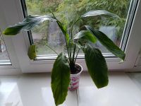 Лот: 25594599. Фото: 2. Спатифиллум. Комнатные растения и уход