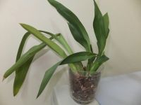 Лот: 5092246. Фото: 2. Орхидея камбрия. Комнатные растения и уход