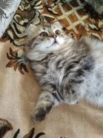 Лот: 11604509. Фото: 3. Котенок Шотландской вислоухой... Растения и животные