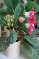 Лот: 2869571. Фото: 2. Глоксиния 11 (цветет). Комнатные растения и уход