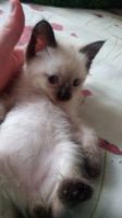 Лот: 16451679. Фото: 2. Котенок тайский балинез. Животные и уход