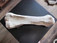 Лот: 20573752. Фото: 2. Берцовая кость шерстистого мамонта. Коллекционирование, моделизм