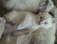 Лот: 5699654. Фото: 4. Котенок помесь Невской маскарадной. Красноярск