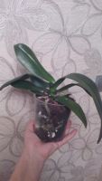 Лот: 11420517. Фото: 7. орхидея фаленопсис (отцвела)цвет...