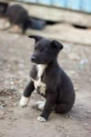 Лот: 6467886. Фото: 4. Щенята. Красноярск
